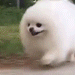 dogrun65