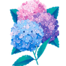 PrettyHydrangeas