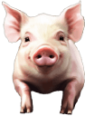 piglet
