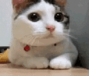 cat_no