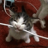 NOM