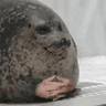 sealboss