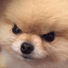 DoggoAnger