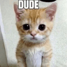 DUDE