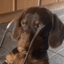 dog_look