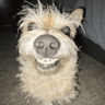 1dogsmile