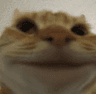 smiley_cat