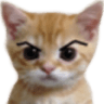 angry_cat