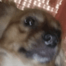 ted