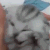 CatYAWnn