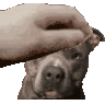 PatTheOdin