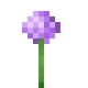 purpleflower