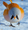 roundbirb