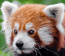 redpandafacehd