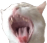 6565screamingcat