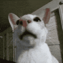 ze_stinkycat