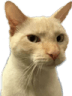 sussybaka