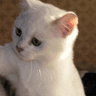 ze_cutekittycat