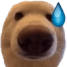 perroasustado