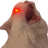 SuperMeow