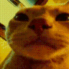 partycat