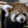 PandaJam