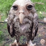 owl