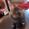 TH_KittySpaghetti