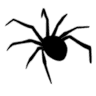 spider_black