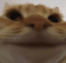 catmoment