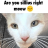 7580areyousilliusrightmeowpussy