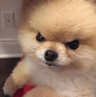 angrydoggo