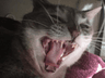 CatMeow