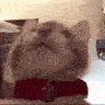 yummerscat_zc
