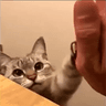 catfistbump