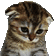 8961_coolcat