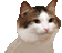 5997_party_cat