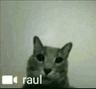 kitty_raul