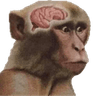 NeuronActivation