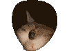 cathole
