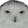owlpicious