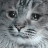 cat_sad