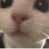 cat_stare