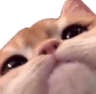 catcloseup