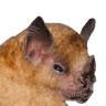 NecroSquint