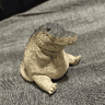 chubby