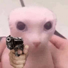 gatobang