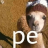 pecausa