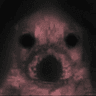 perrowtf