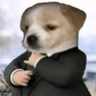 perroelegante